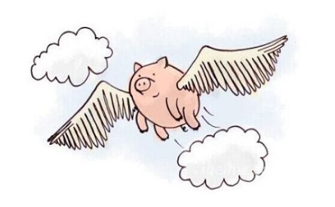 站長(zhǎng)風(fēng)口上的豬真的能飛么